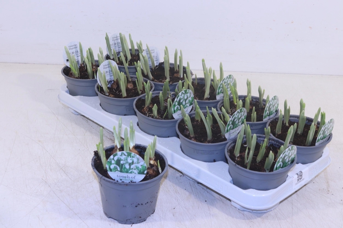 <h4>Galanthus Hippolyta</h4>