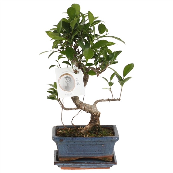 <h4>Bonsai 'Ficus retusa' in ø15cm Ceramic S-Shape with Saucer</h4>