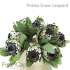 Protea Snow Leopard