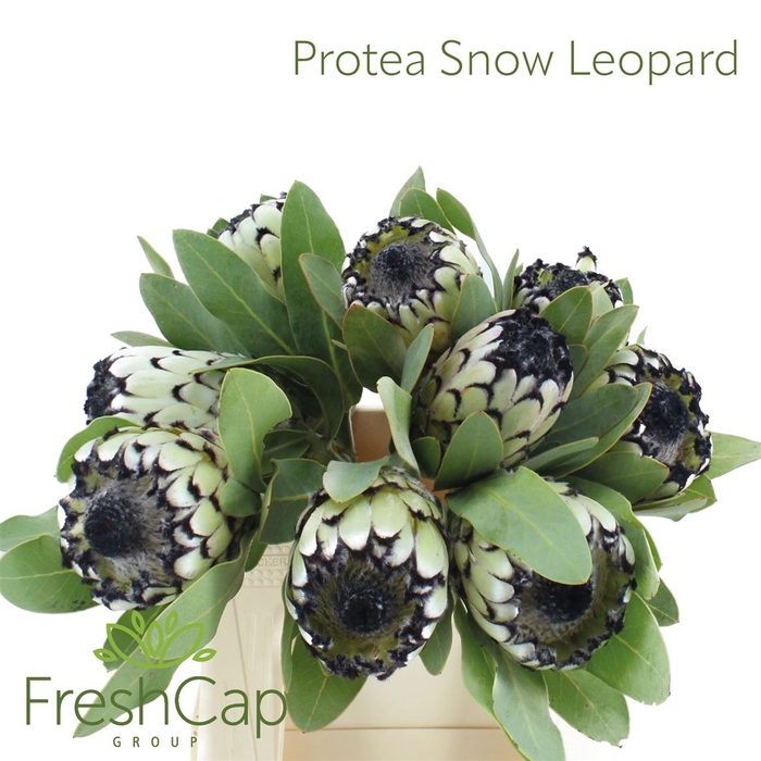 <h4>Protea Snow Leopard</h4>