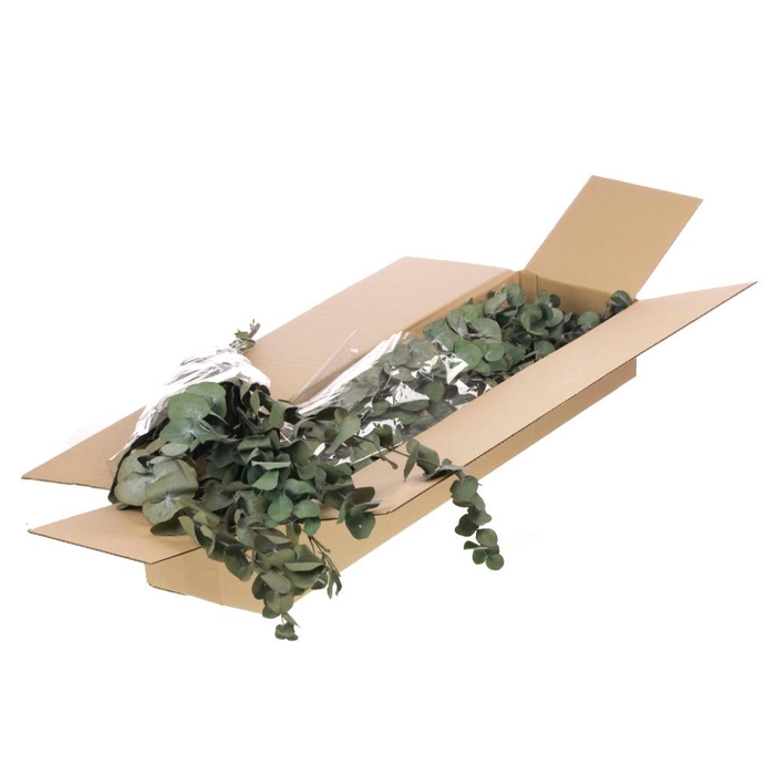 <h4>Eucalyptus Espiral Preserved Sb Moss Green</h4>