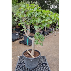 Ficus Carica Op Stam Vertakt P65 H220 Nr16