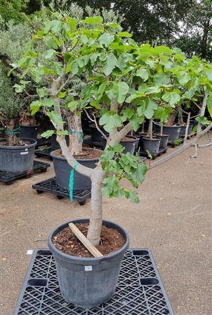<h4>Ficus Carica Op Stam Vertakt P65 H220 Nr16</h4>