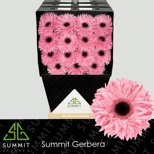 Gerbera Spider Abu Diamond