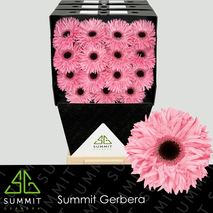 <h4>Gerbera Spider Abu Diamond</h4>