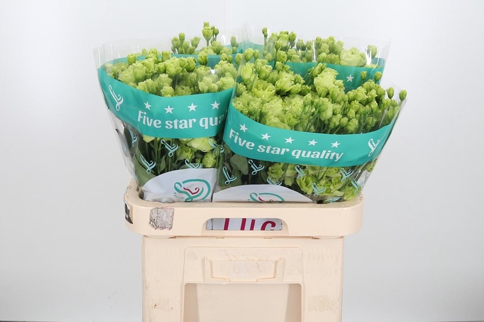 <h4>Eus G Rosan Emerald</h4>