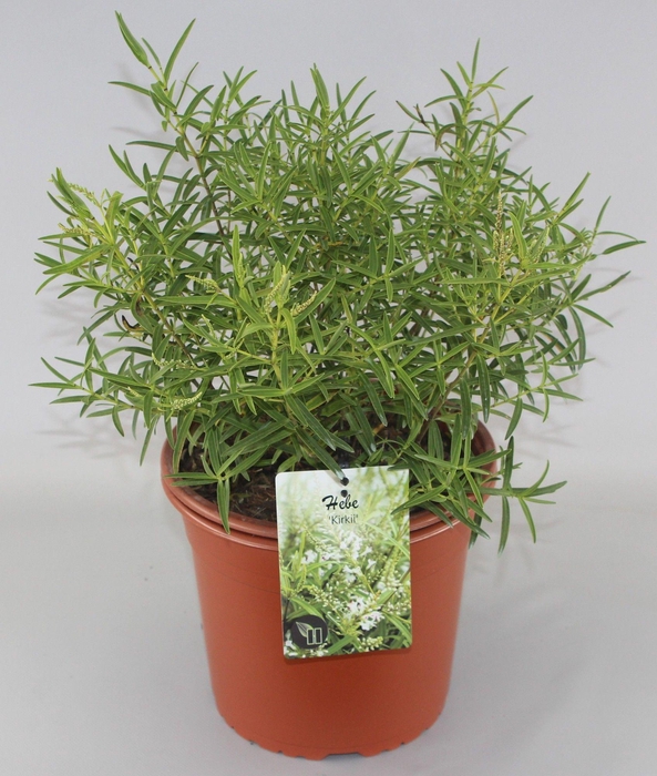 <h4>Hebe Kirkii C5</h4>