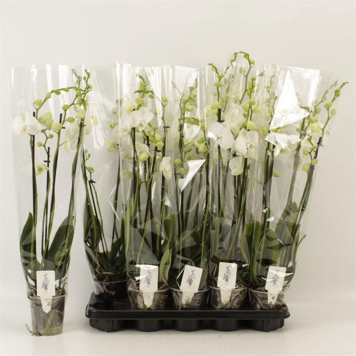 <h4>PHAL OV WIT</h4>