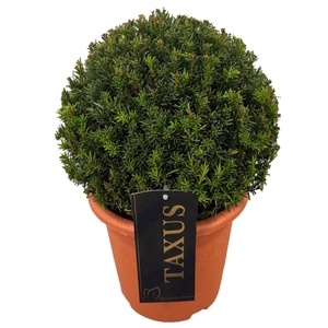 Taxus media Groenland