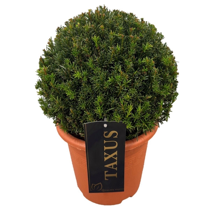 <h4>Taxus media Groenland</h4>