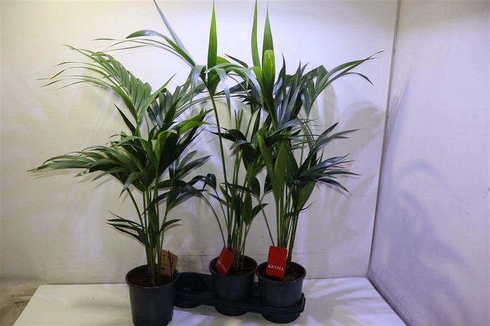 <h4>arr8 Howea Forsteriana</h4>