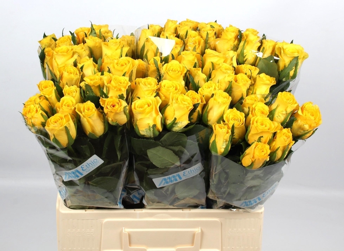 <h4>R GR RISE & SHINE</h4>