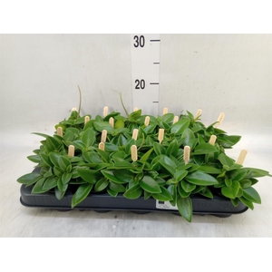 Peperomia pros. 'Pixie'