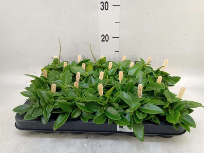 <h4>Peperomia pros. 'Pixie'</h4>