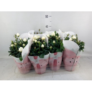 Rosa  'Amorosa Infinity White'