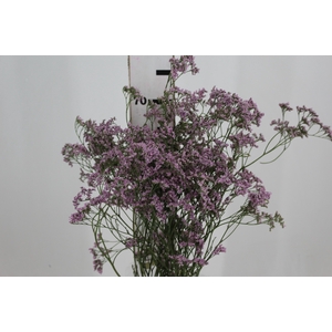 LIMONIUM 070 CM ROSA
