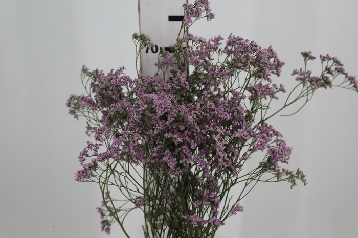 LIMONIUM 070 CM ROSA