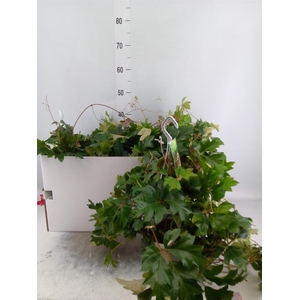 Cissus rhombifolia 'Ellen Danica'