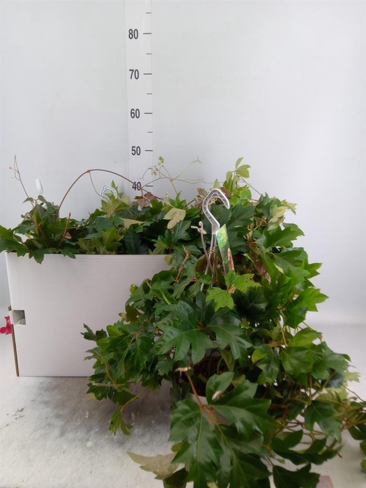 <h4>Cissus rhombifolia 'Ellen Danica'</h4>