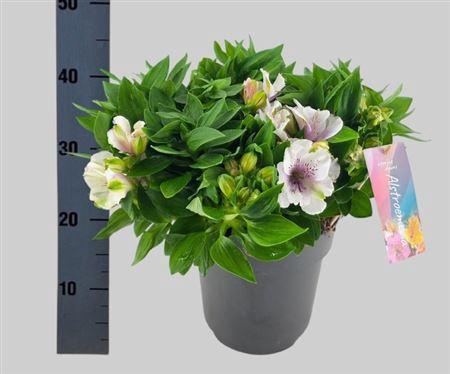 <h4>Alstroemeria Inticancha Moon</h4>