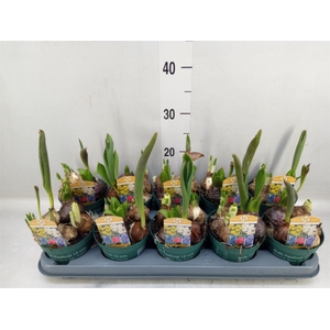 Bolbloemen   ...mix in pot