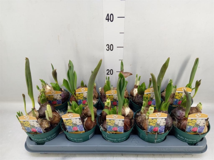 <h4>Bolbloemen   ...mix in pot</h4>