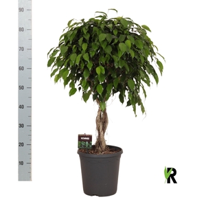 Ficus benja. 'Danielle'
