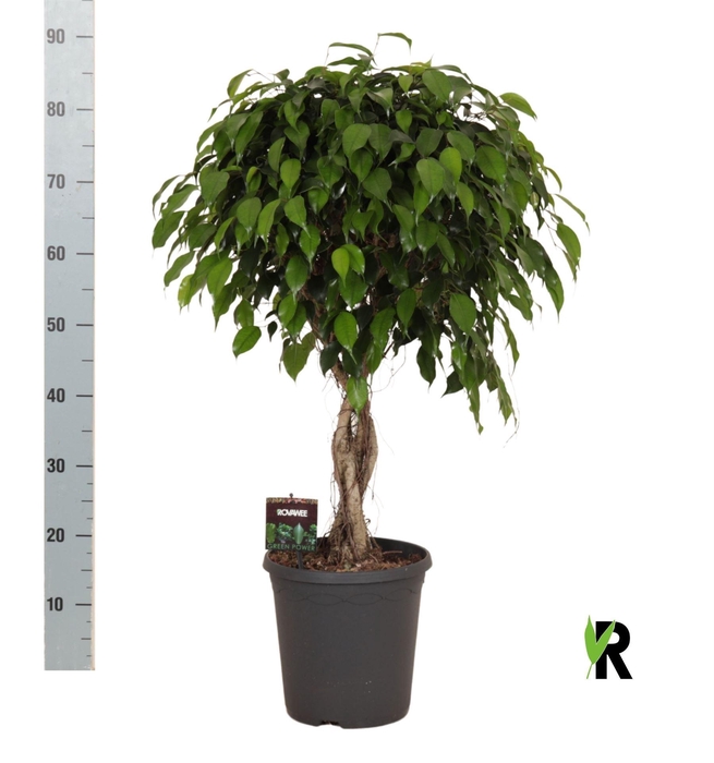 <h4>Ficus benja. 'Danielle'</h4>