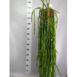 Rhipsalis paradoxa