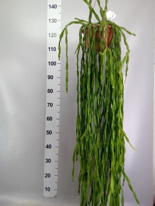<h4>Rhipsalis paradoxa</h4>