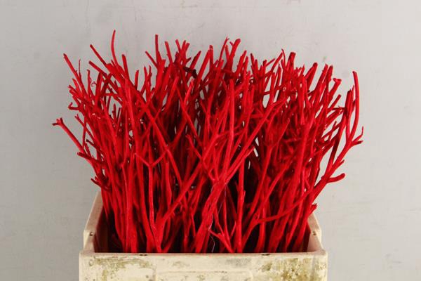 <h4>Mitsumata Flock Red Bs(10)</h4>