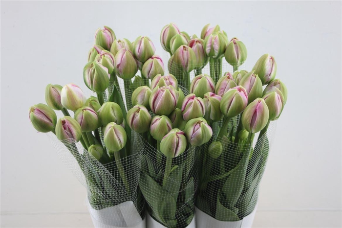 <h4>Tu Du Fr Pinza</h4>