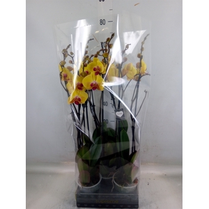 Phalaenopsis  'Goldion'