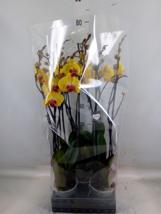 <h4>Phalaenopsis  'Goldion'</h4>