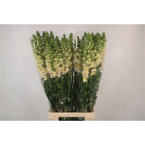 Antirrhinum It. Apricot