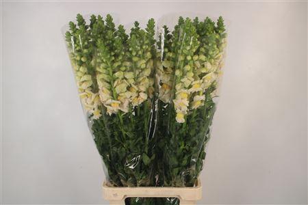 Antirrhinum It. Apricot