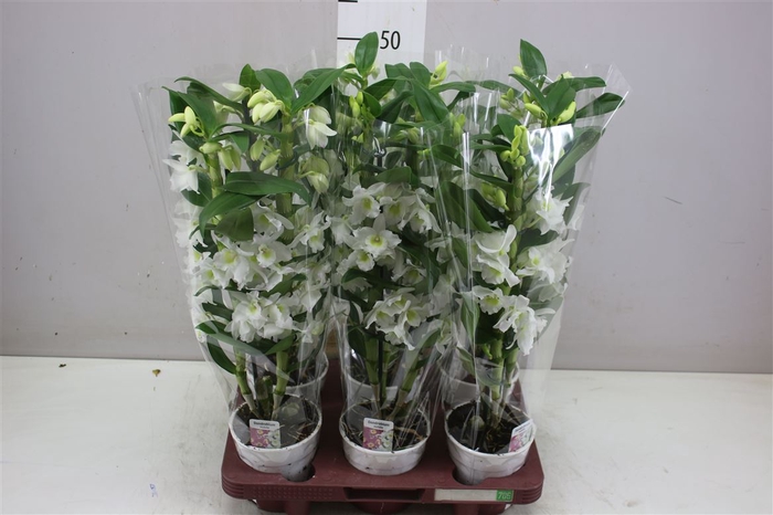 <h4>Dendrobium Nobilee Wit 2 Tak</h4>