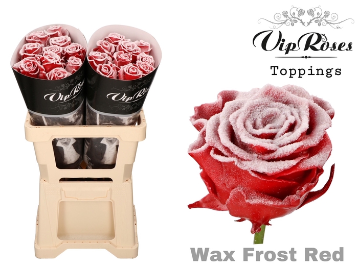 <h4>R GR WAX FROST RED (60CM)</h4>