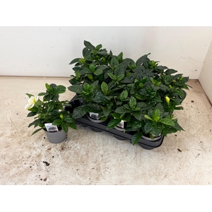 GARDENIA JASMINOIDES