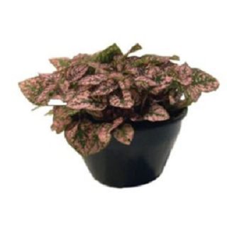 <h4>HYPOESTES C13</h4>