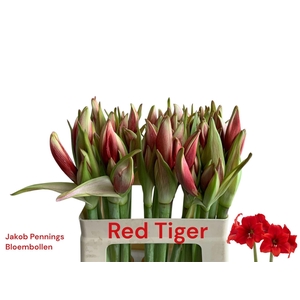 AMARYLLIS RED TIGER