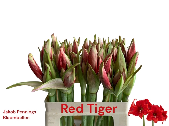 <h4>AMARYLLIS RED TIGER</h4>