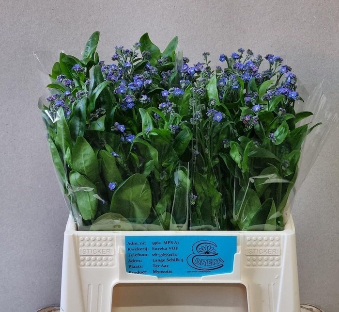 <h4>MYOS AL BLUE MEMORY</h4>