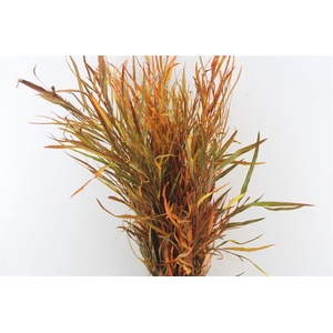 Grevillea Deluxe