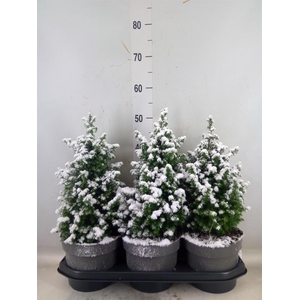 Chamaecyparis thyo. 'Top Point'