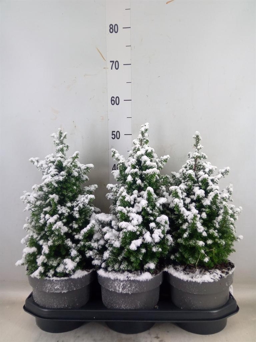 <h4>Chamaecyparis thyo. 'Top Point'</h4>