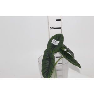 FOLHAGEM ALOCASIA BORNEENSIS 040 CM
