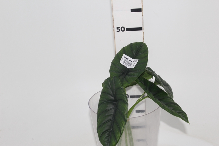 <h4>FOLHAGEM ALOCASIA BORNEENSIS 040 CM</h4>