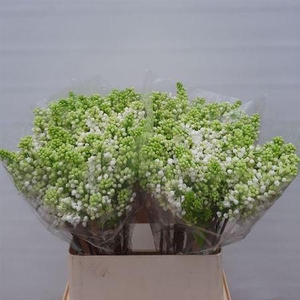 Syr V Mme Fl Stepman