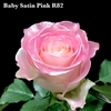 R GR BABY SATIN PINK R82 x20
